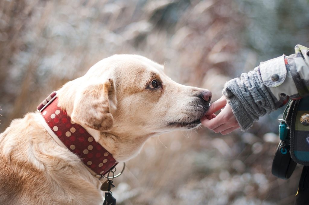 dog, labrador, pet-1861839.jpg