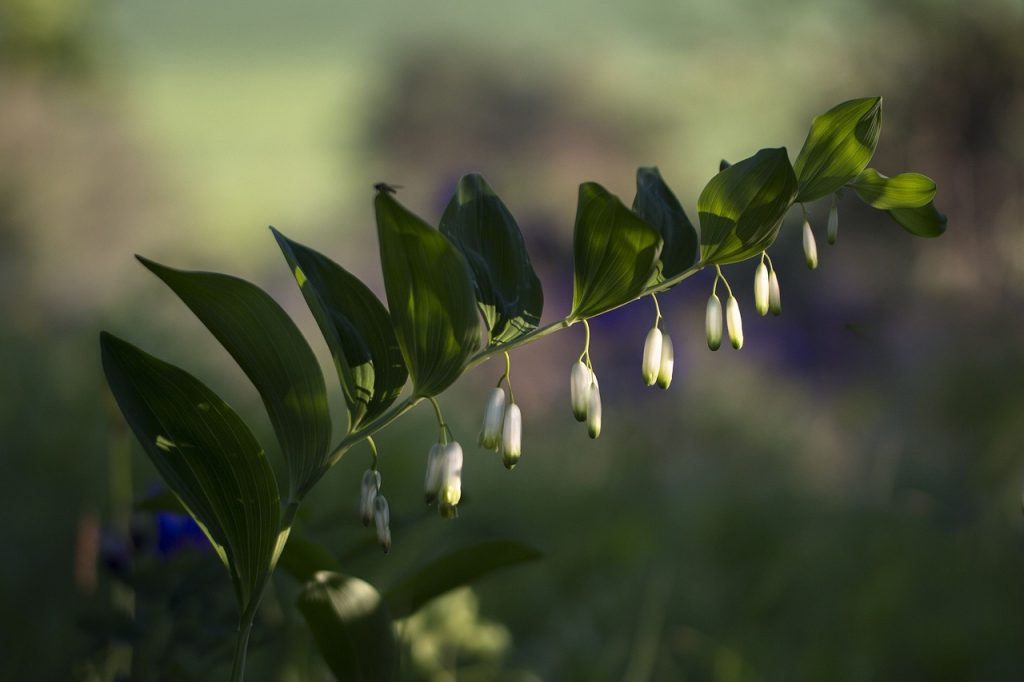 solomon's seal, olygonatum odoratum, forest plant-3391920.jpg